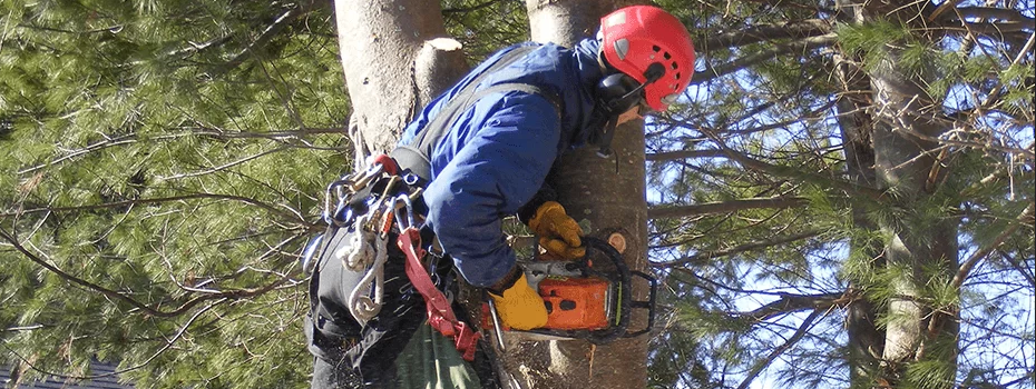 Tree Removal Melbourne